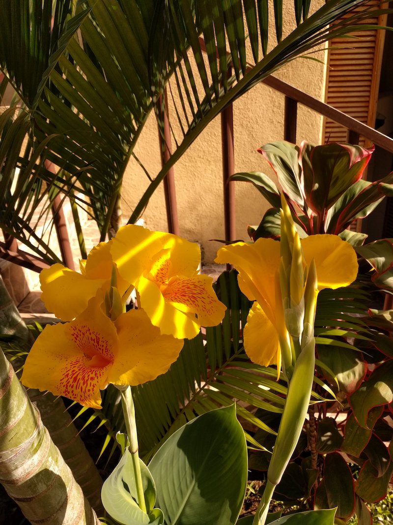 Yellow Flowers at Hotel in Cuilapa